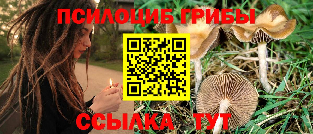 Вязьма  Псилоцибиновые грибы Psilocybe  как найти наркотики  Вход с VPN  Галлюциногенные грибы мицелий 